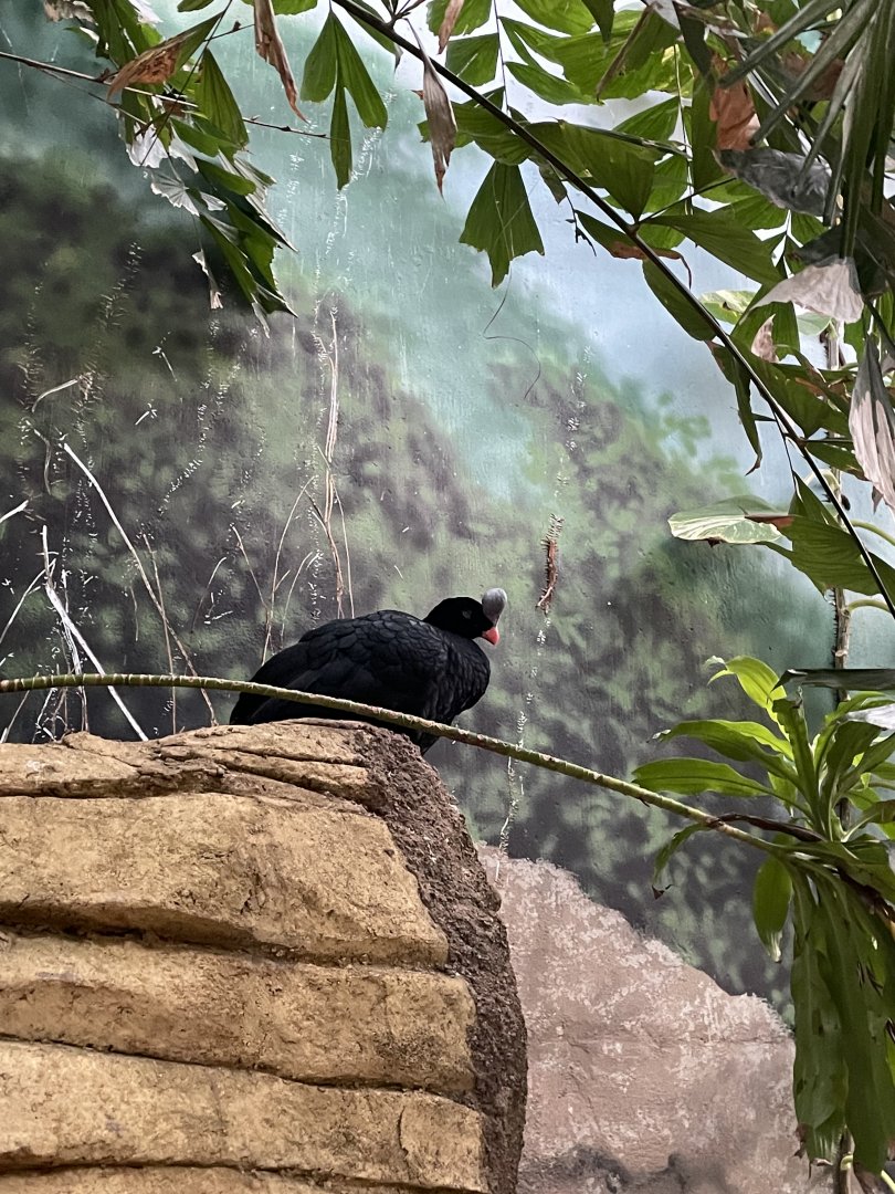 Helmeted Curassow (12/30/23)
