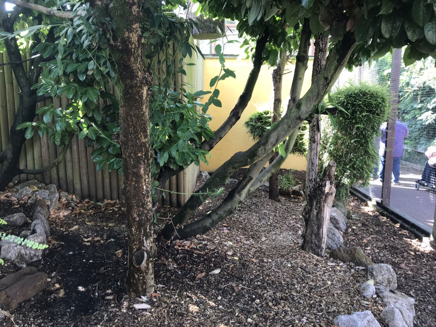 Helmeted curassow and Trumpeter hornbill aviary 100818
