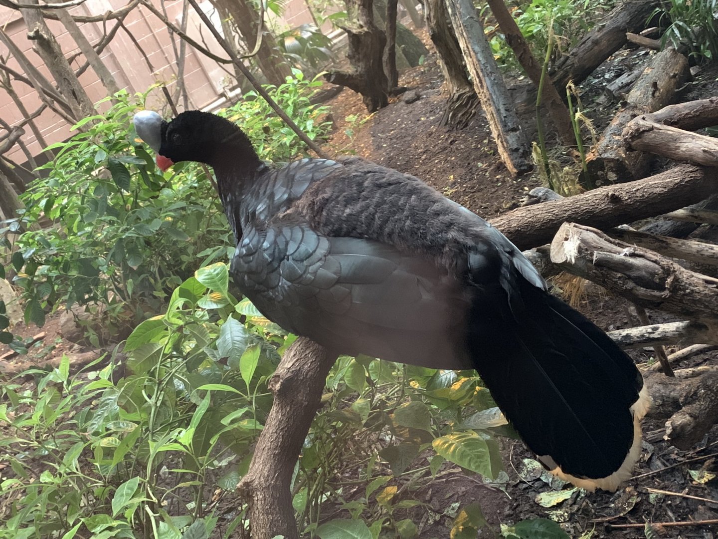 Helmeted Curassow at London Zoo (2019)
