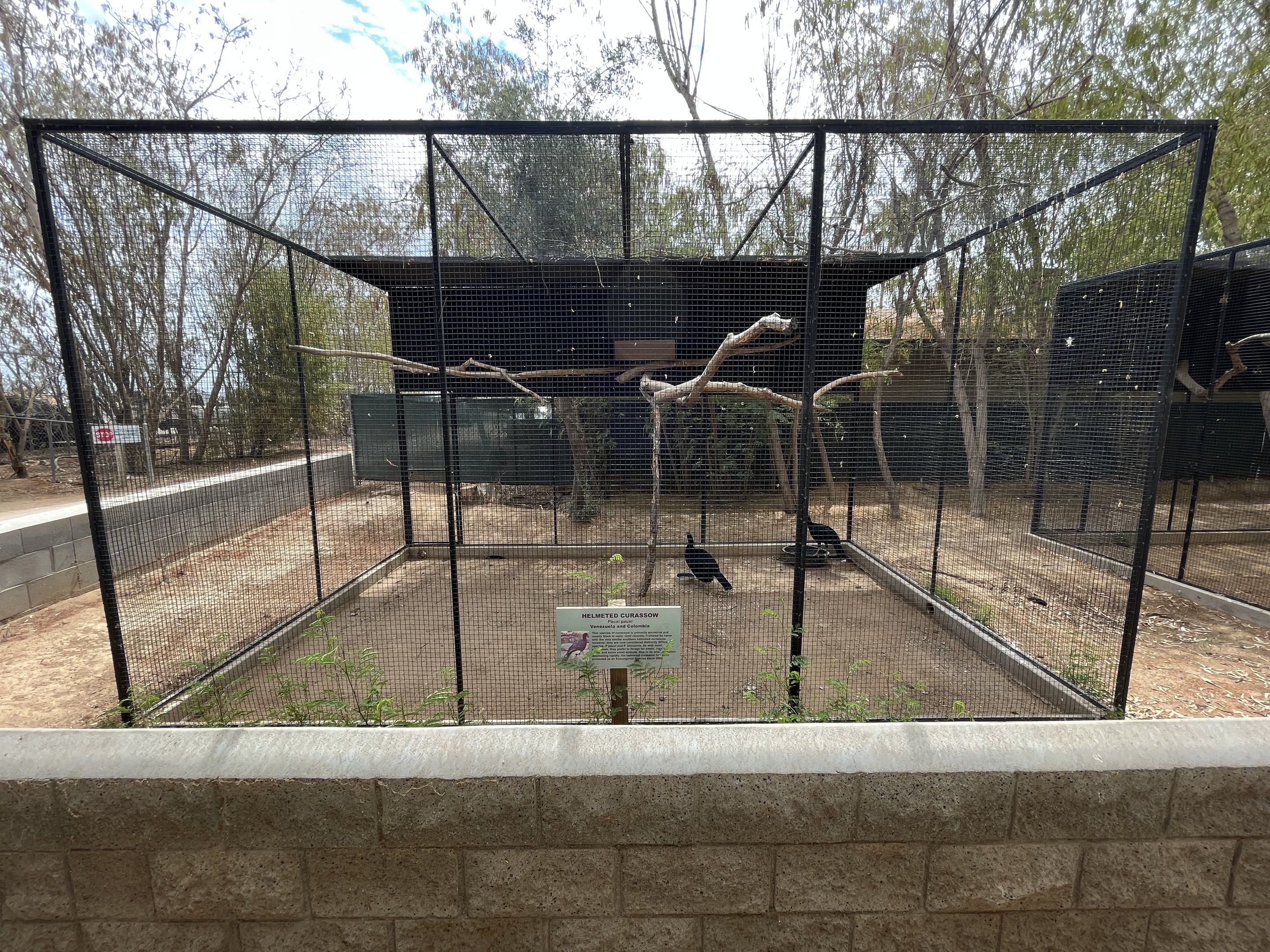 Helmeted Curassow Aviary