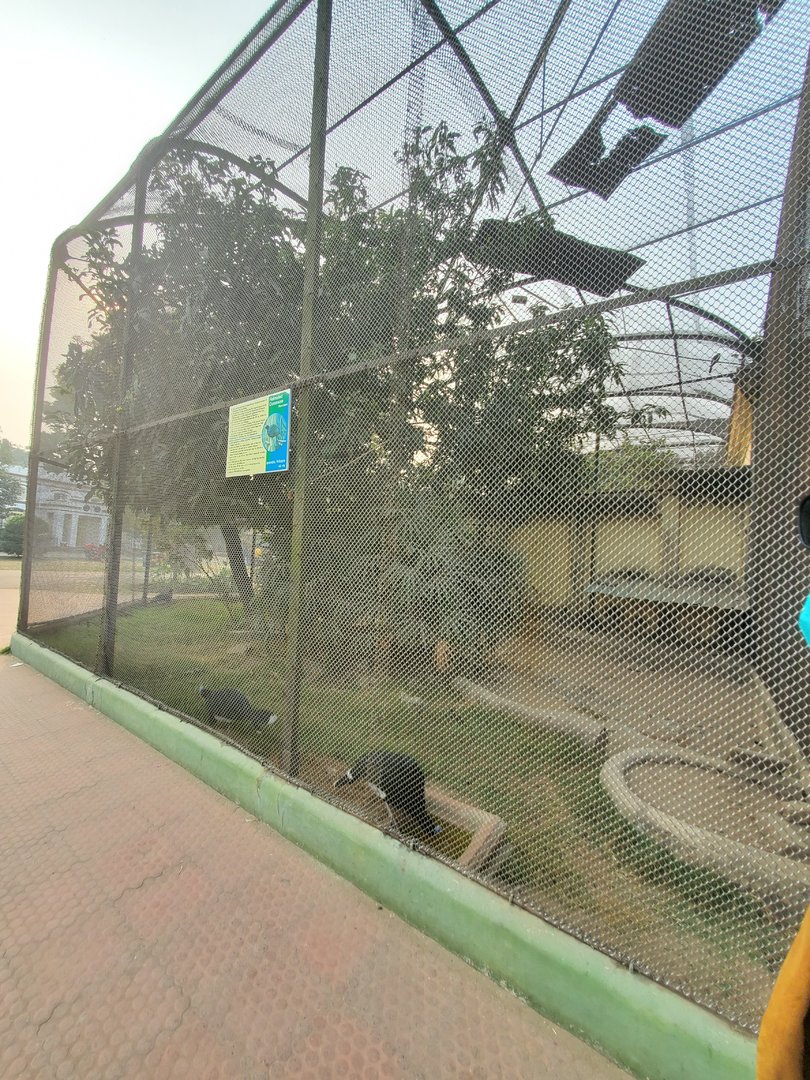 Helmeted Curassow Exhibit - January 2023