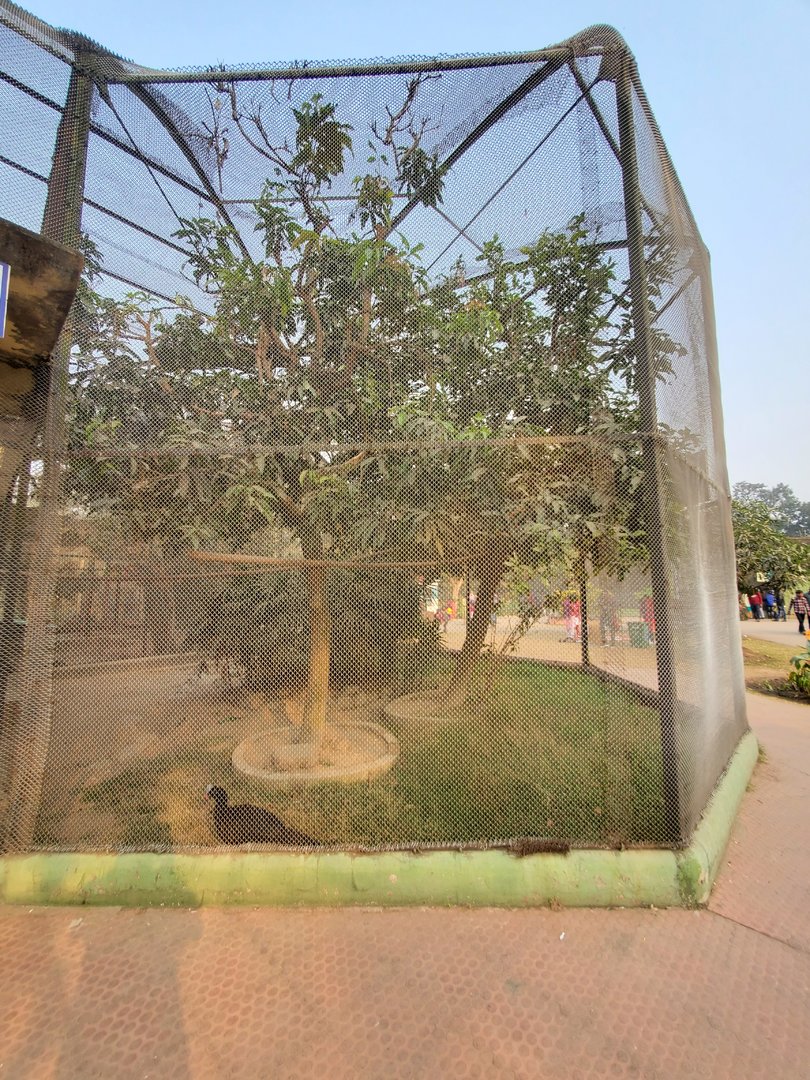 Helmeted Curassow Exhibit - January 2023