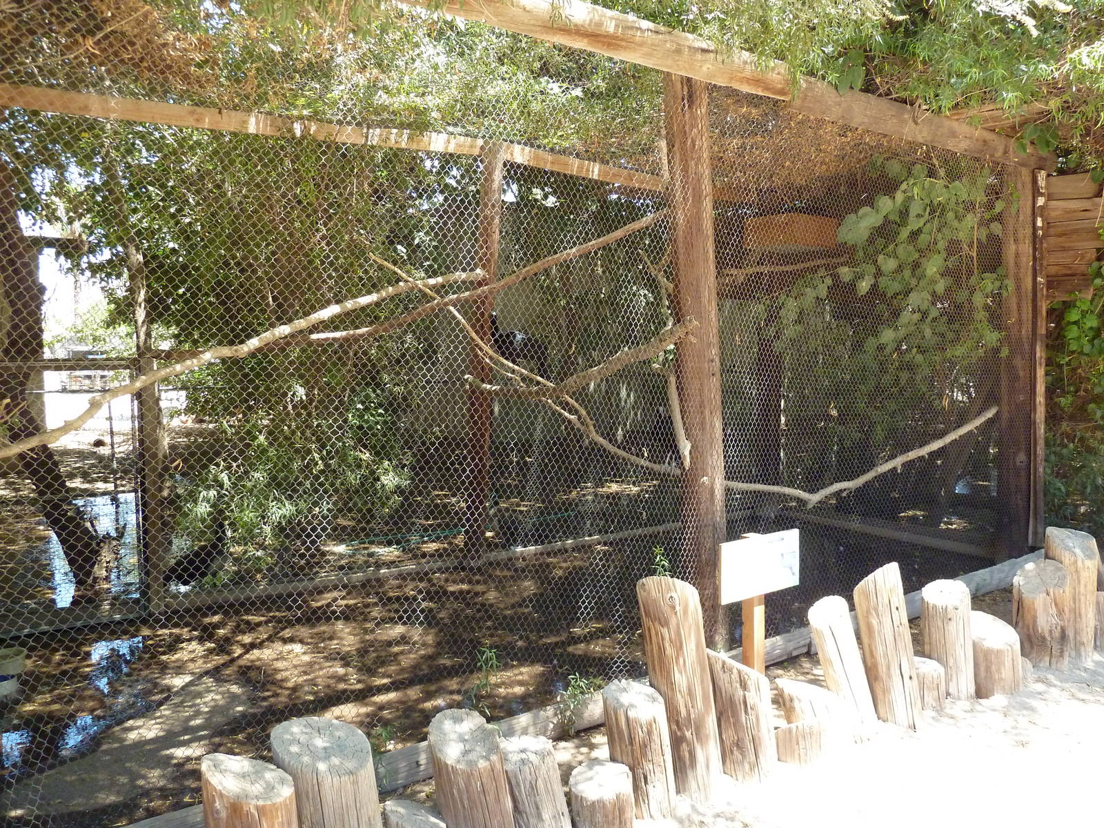 Helmeted Curassow Exhibit