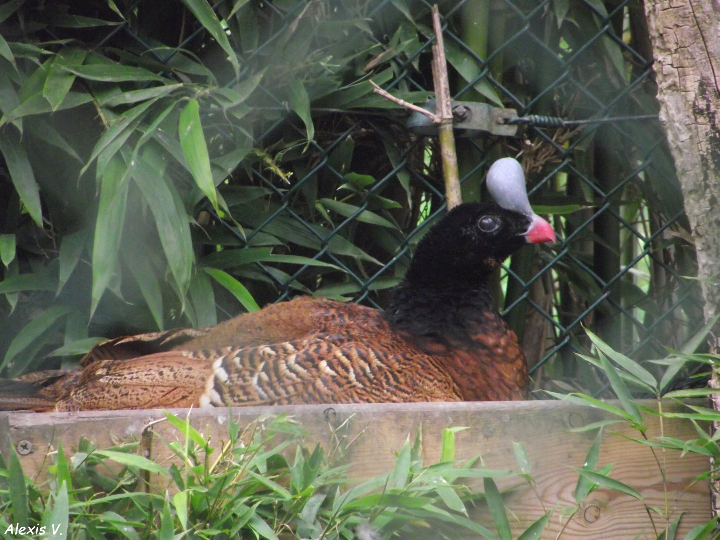 Helmeted Curassow (female) - Zooparc de Beauval - 12/04/2025