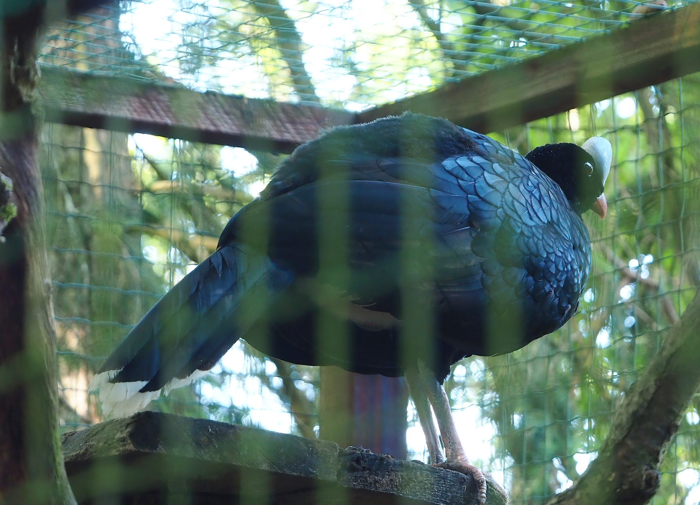 Helmeted curassow (Pauxi pauxi), 2023-06-24