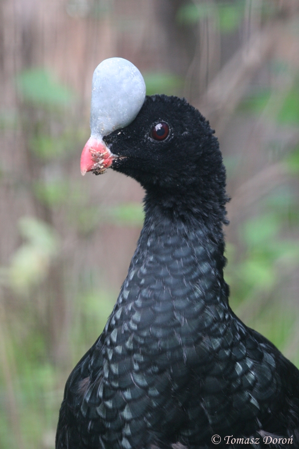 Helmeted Curassow (Pauxi pauxi) at Zamosc Zoo