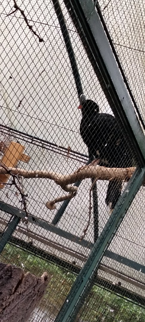 Helmeted curassow (Pauxi pauxi (pauxi))