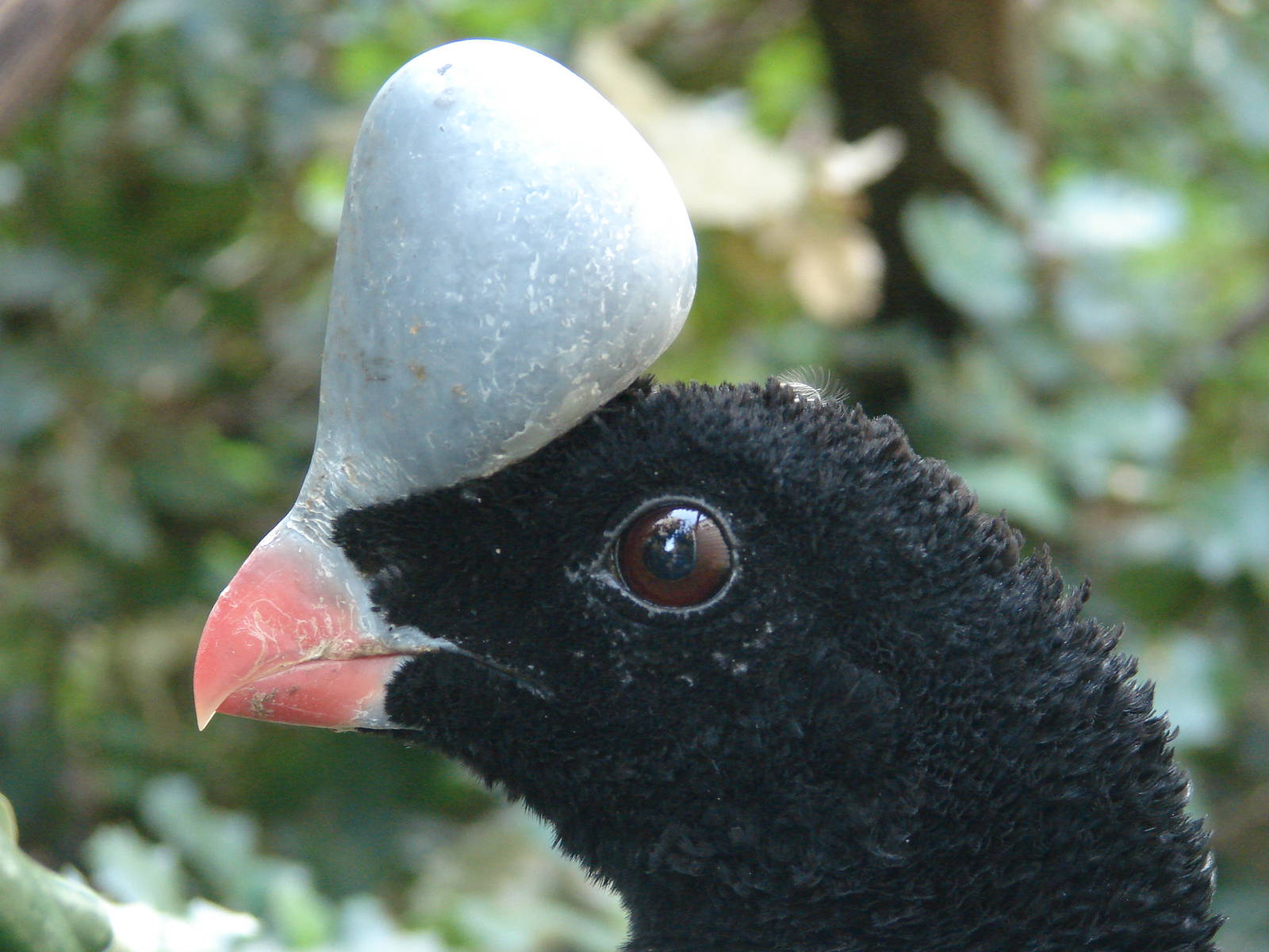 Helmeted curassow (Pauxi pauxi)