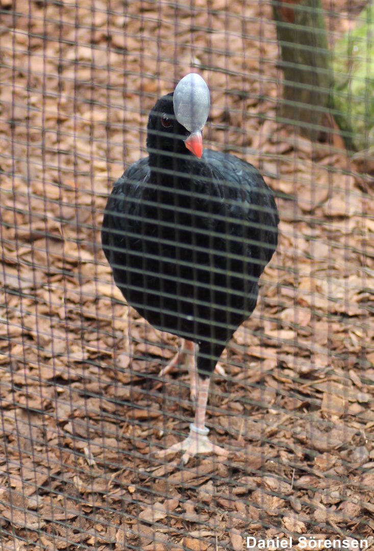 Helmeted curassow (Pauxi pauxi)