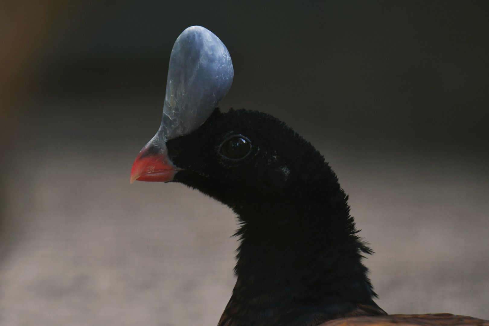 Helmeted Curassow Pauxi pauxi