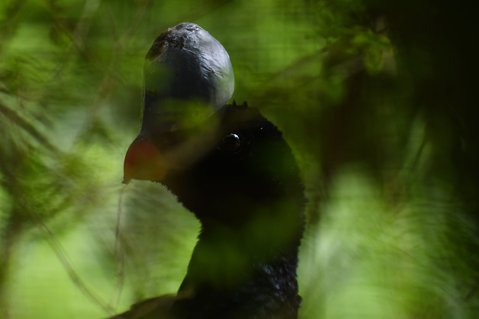 Helmeted Curassow Pauxi pauxi