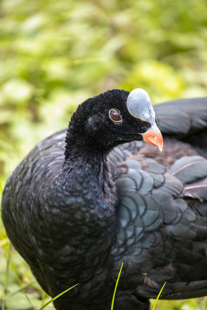 helmeted curassow (Pauxi pauxi)