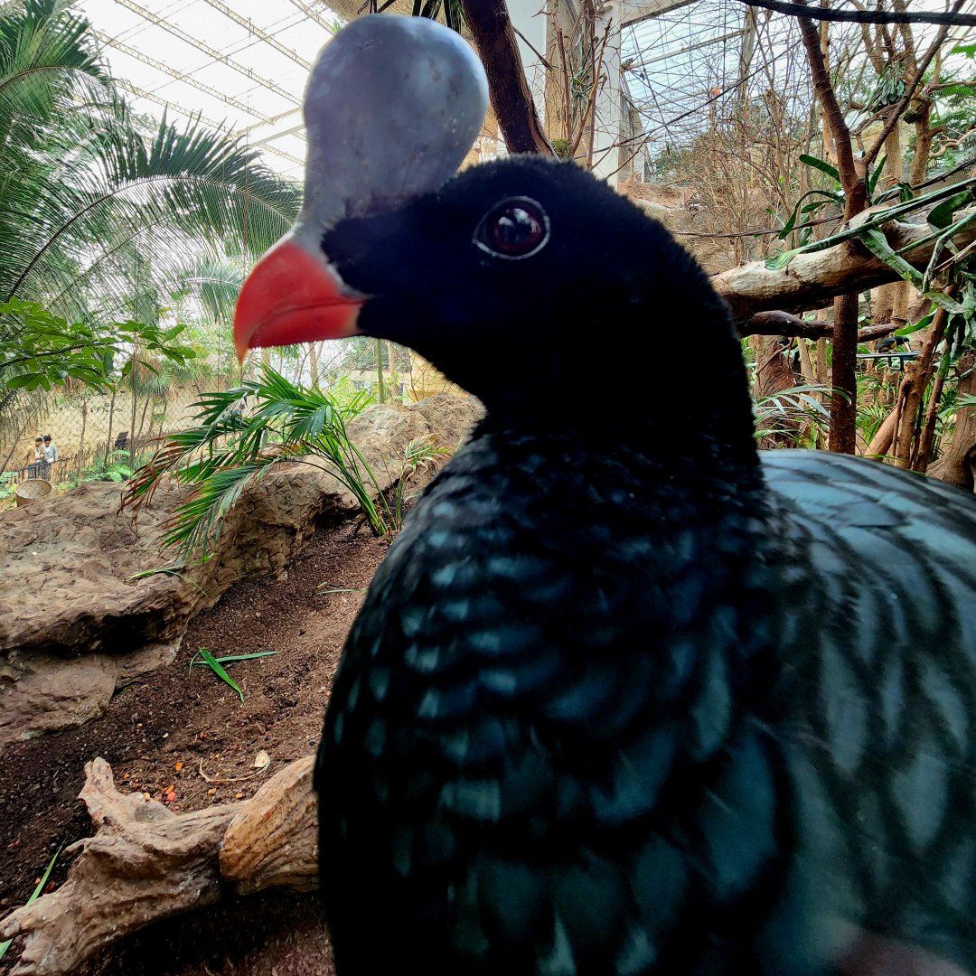 Helmeted Curassow (Pauxi pauxi)
