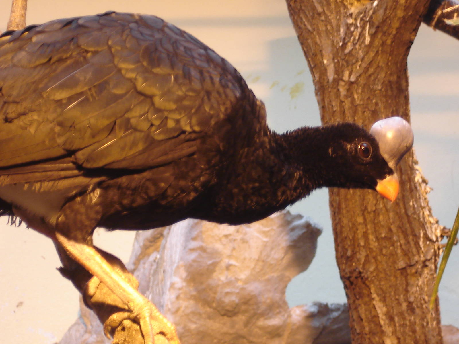 Helmeted curassow