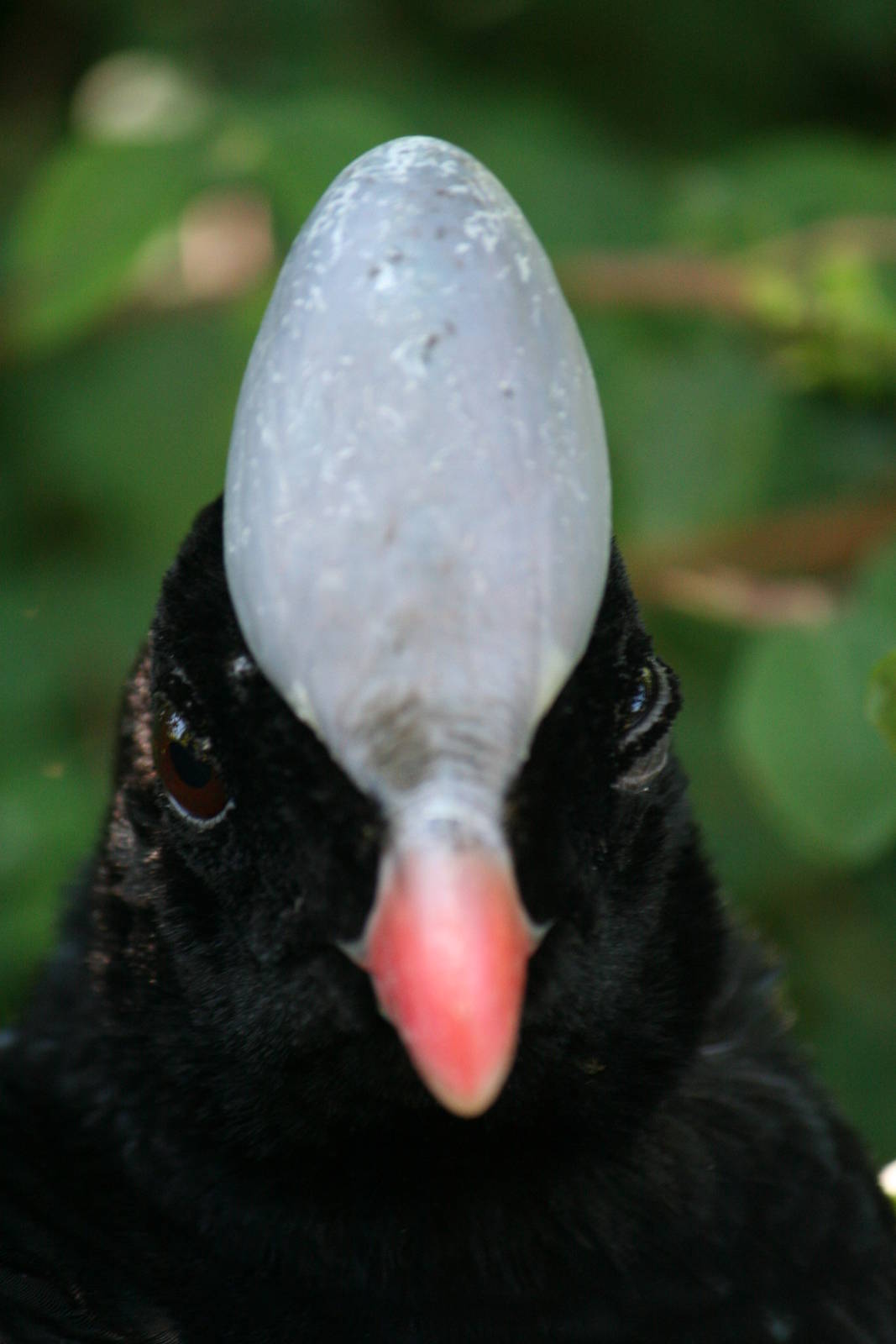 Helmeted curassow