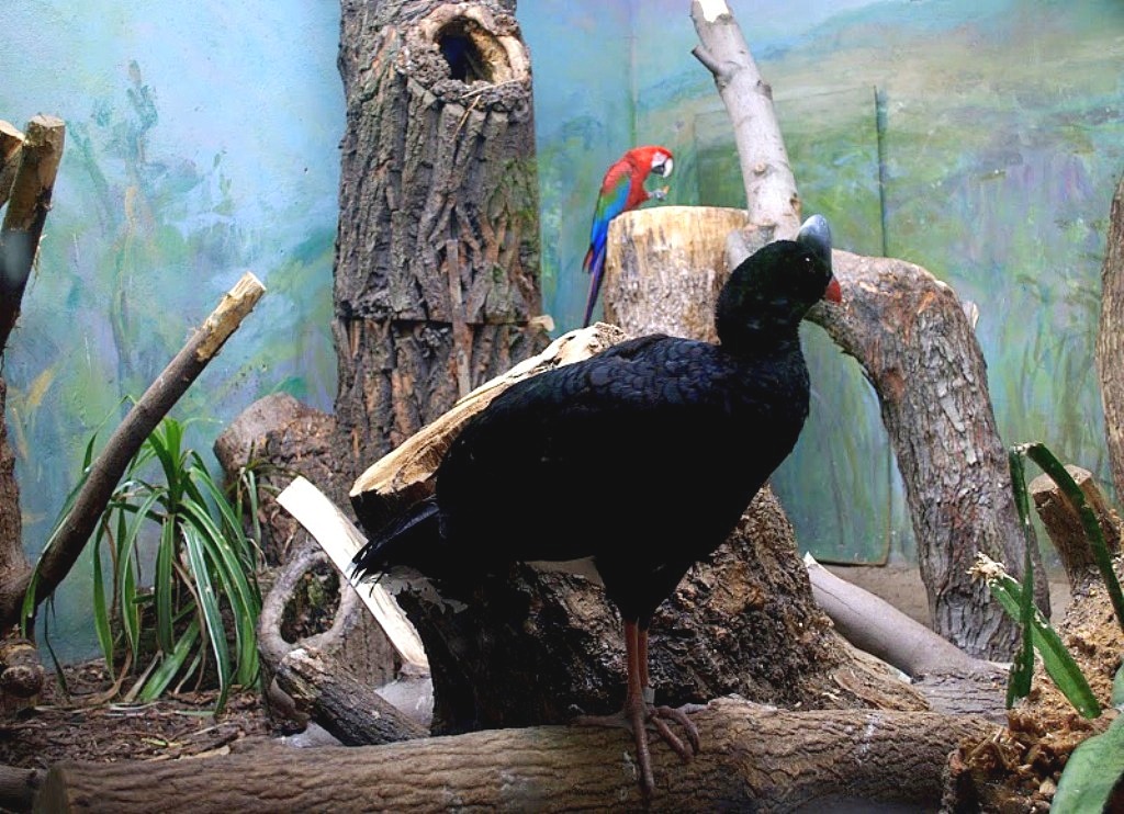 Helmeted Curassow