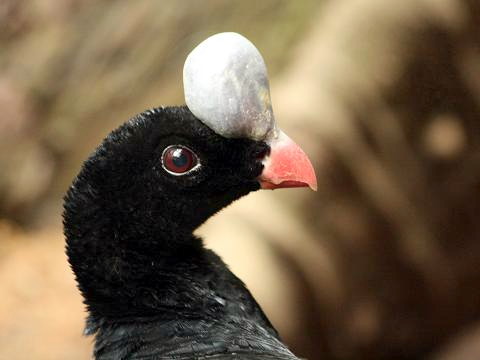 Helmeted Curassow