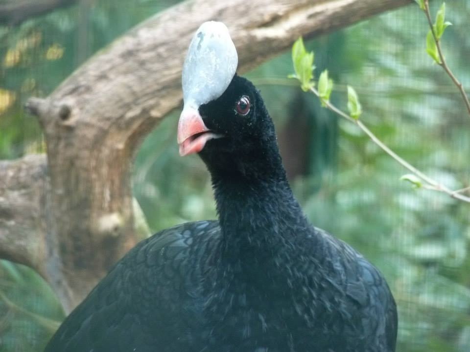 Helmeted curassow