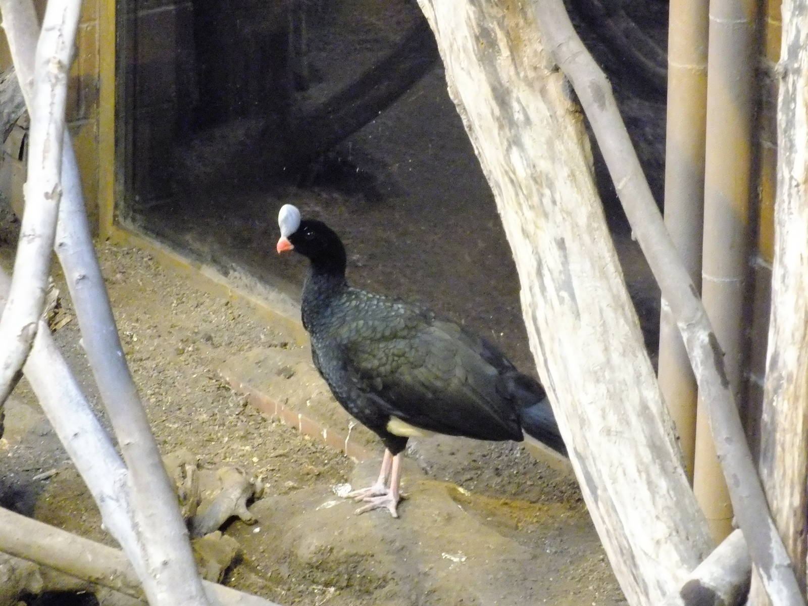 Helmeted Curassow