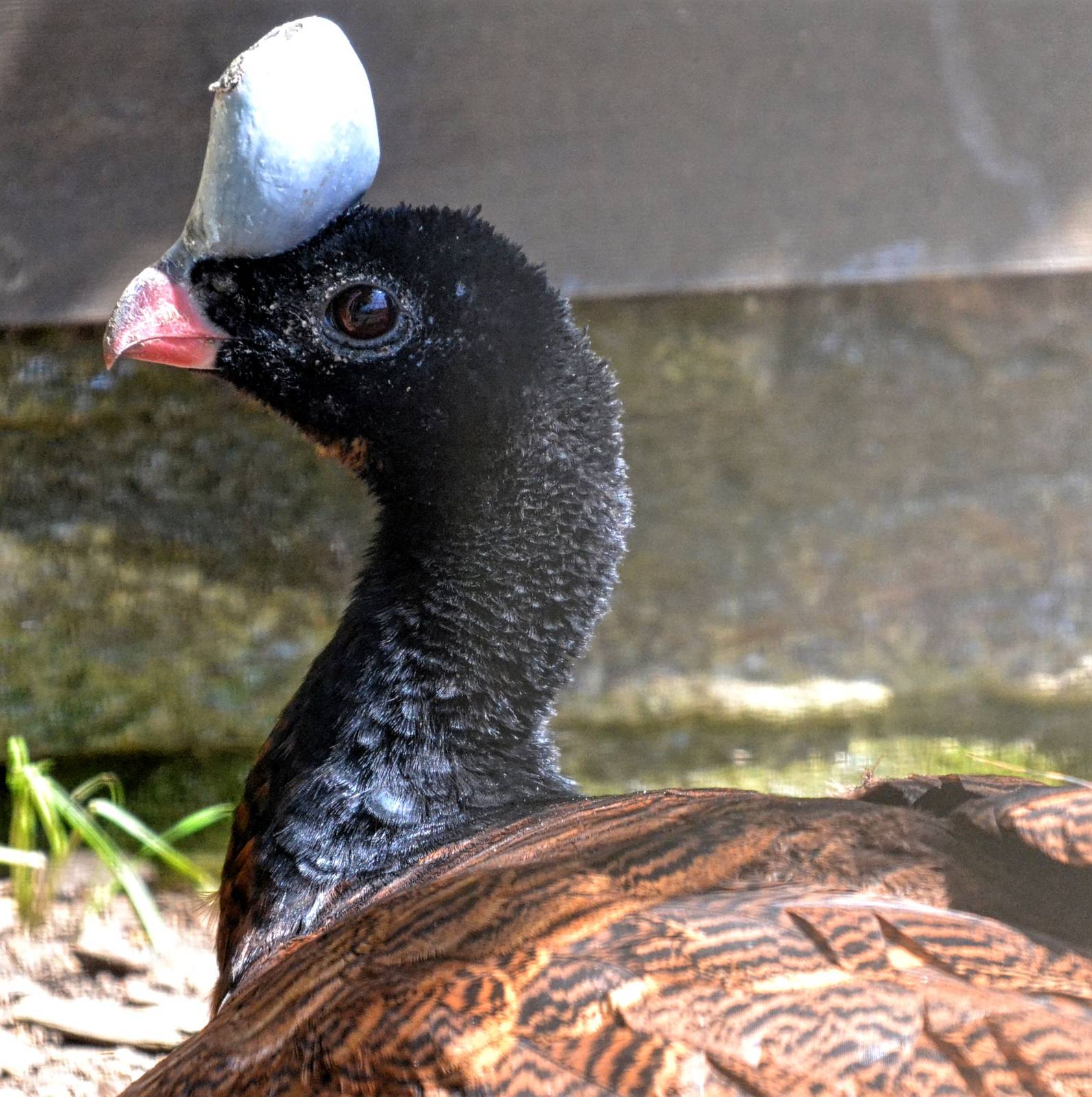 Helmeted Curassow