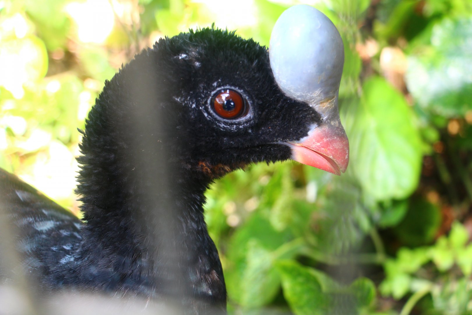 Helmeted Curassow