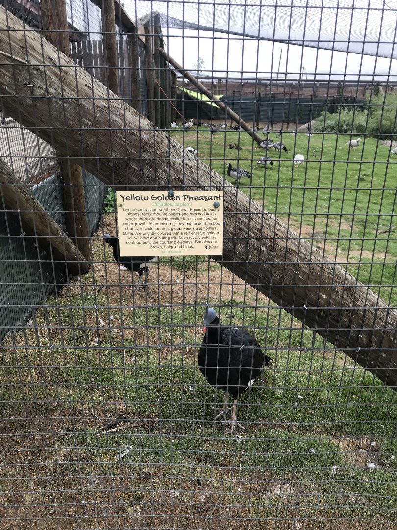 Helmeted Curassow