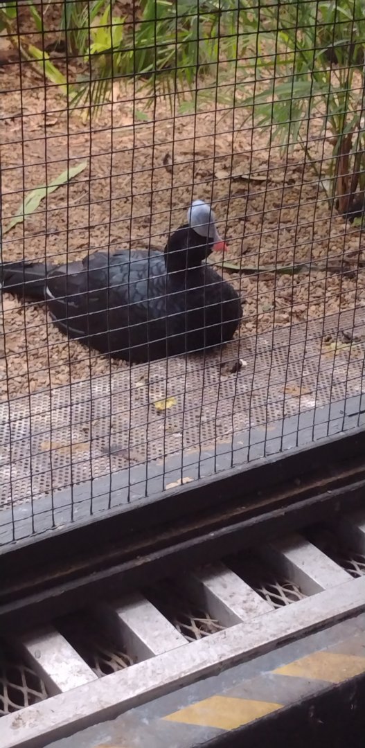 Helmeted Curassow