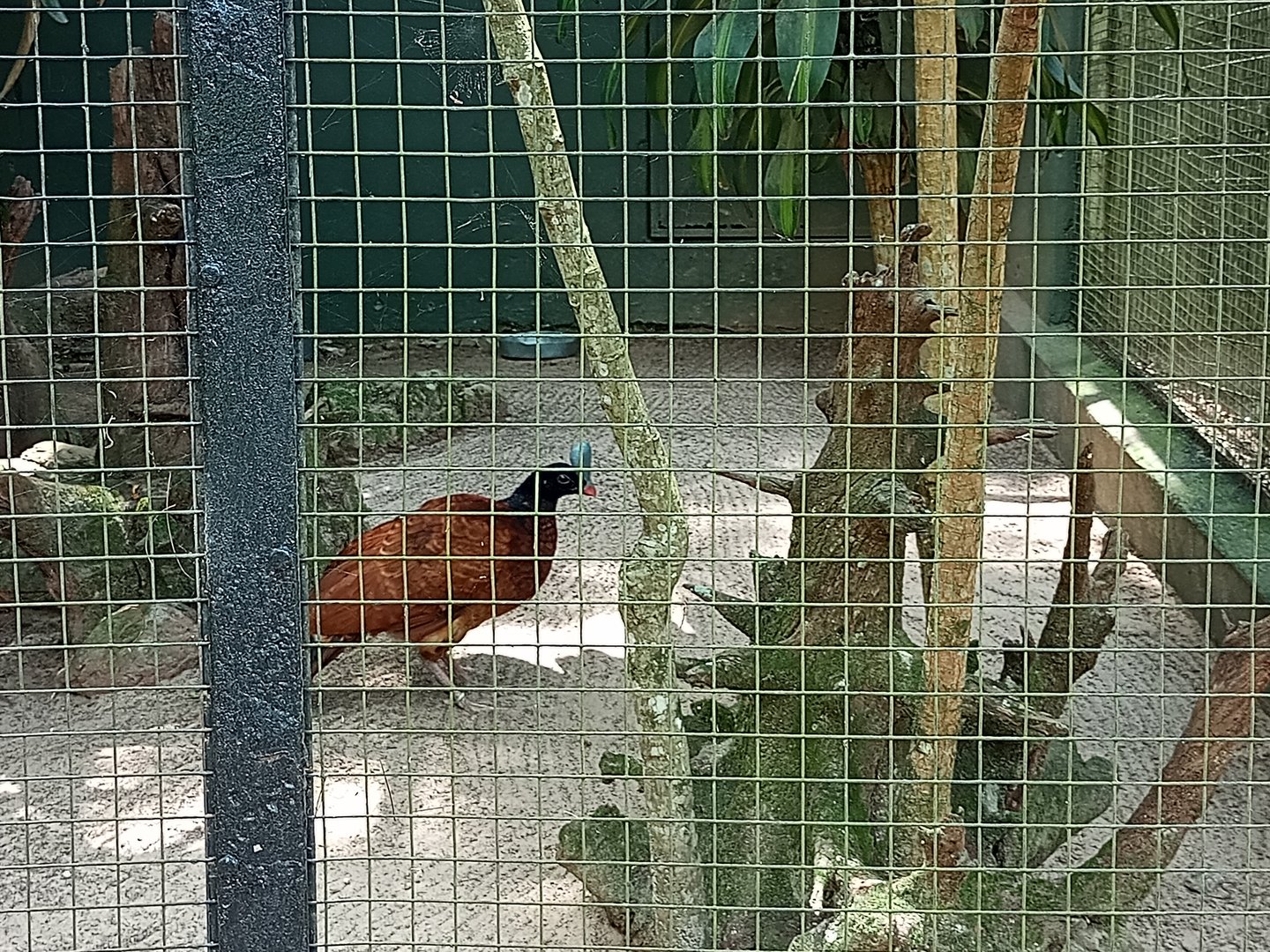 Helmeted curassow