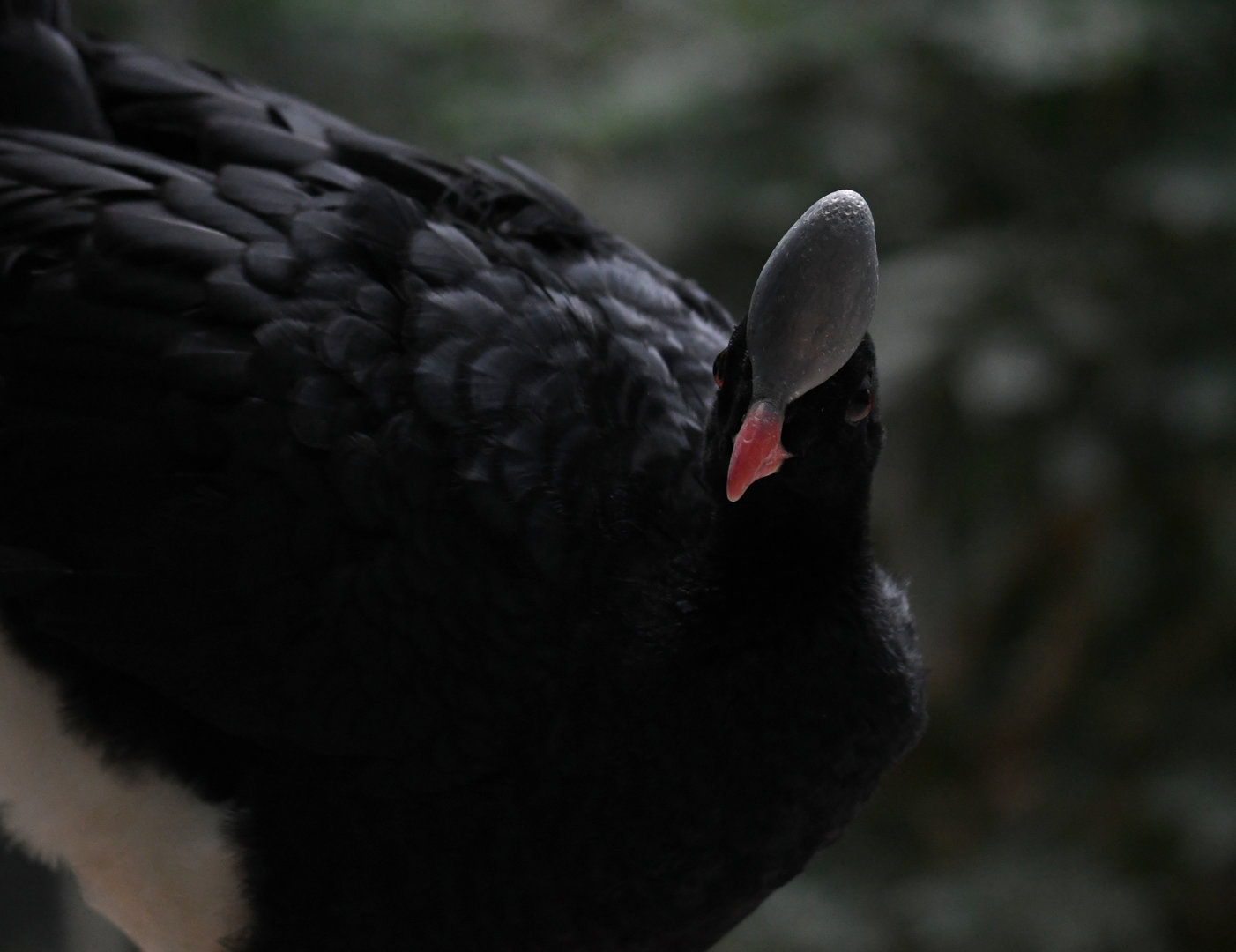 Helmeted Curassow