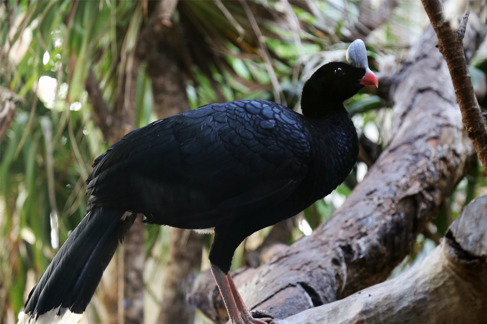 Helmeted Curassow