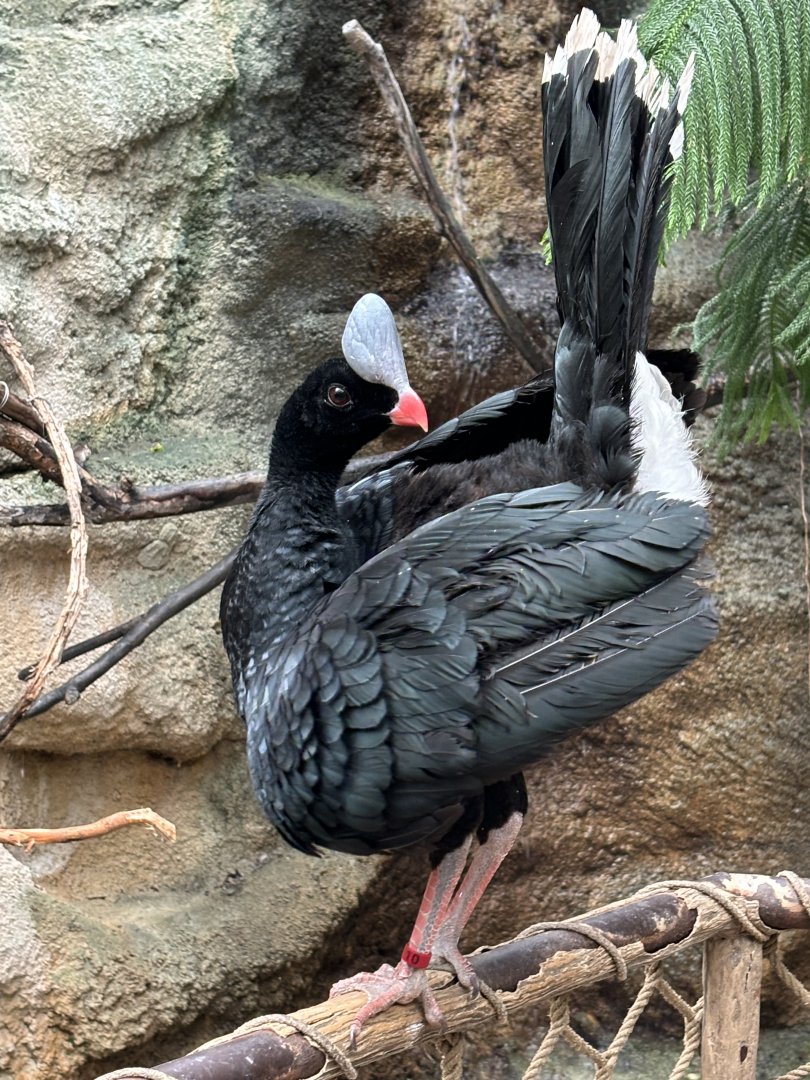 Helmeted Curassow