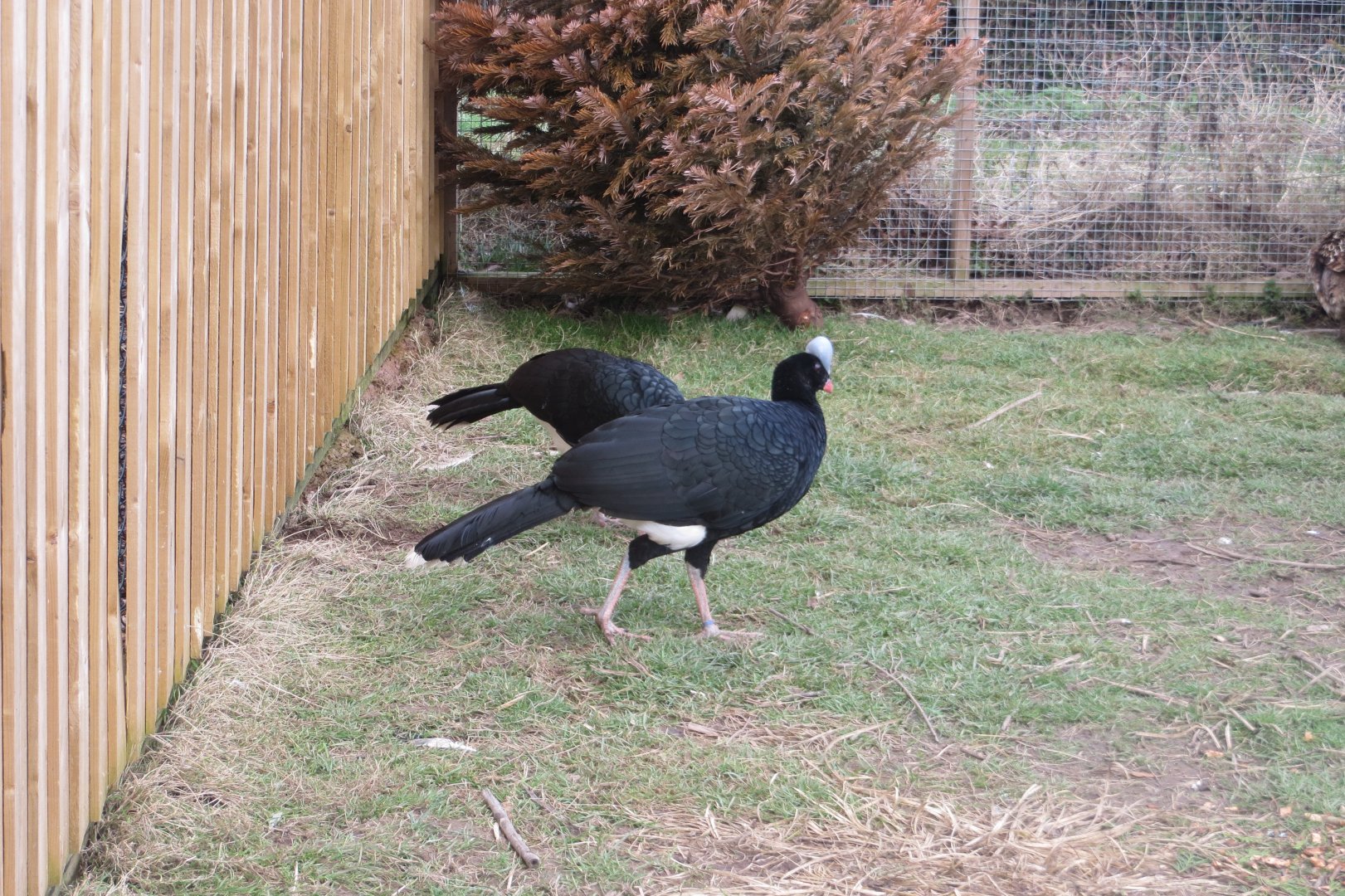 Helmeted curassows 170219