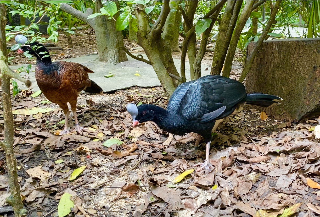 Helmeted curassows (Pauxi pauxi)