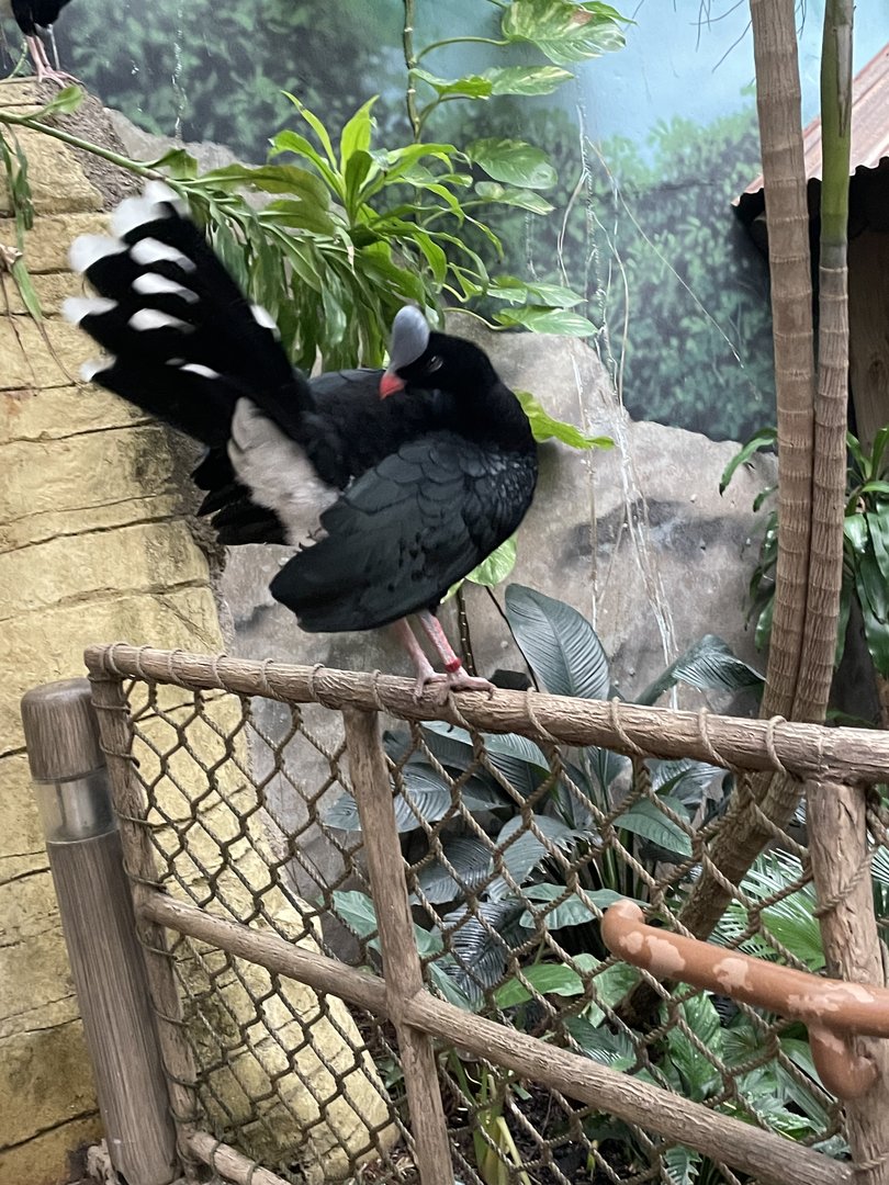 Helmeted Currasow (9/18/22)