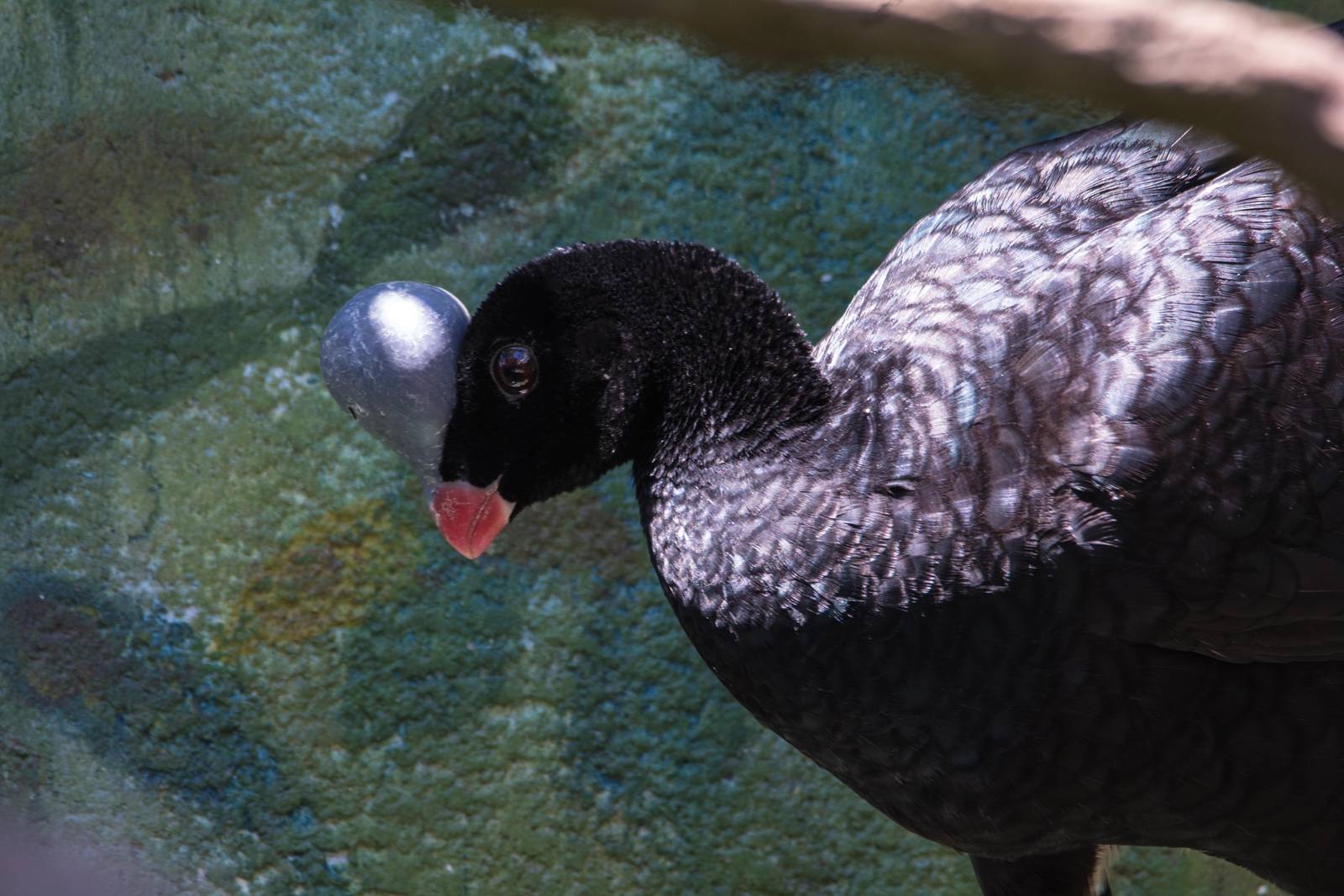 Helmeted Currasow - Pauxi pauxi