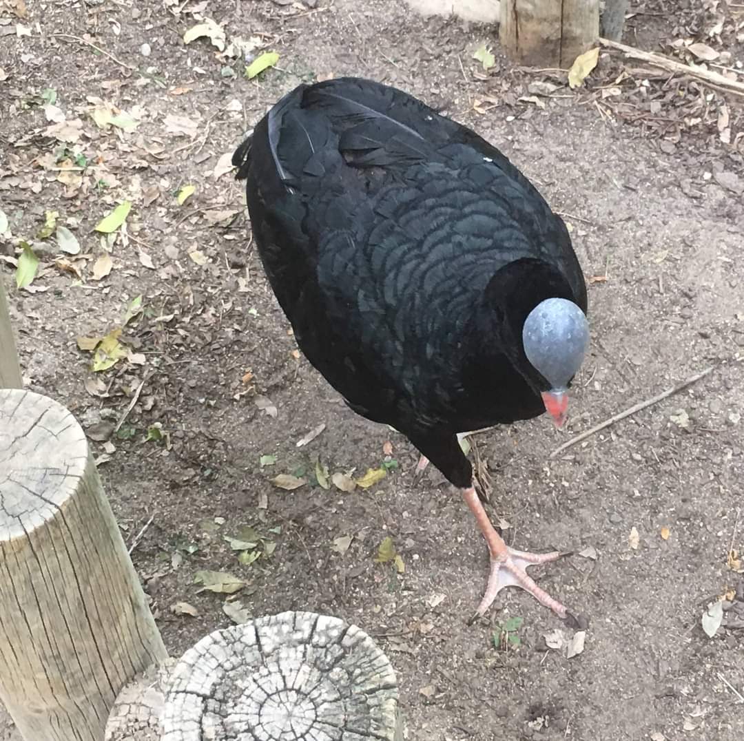 Helmeted currasow (Pauxi pauxi)