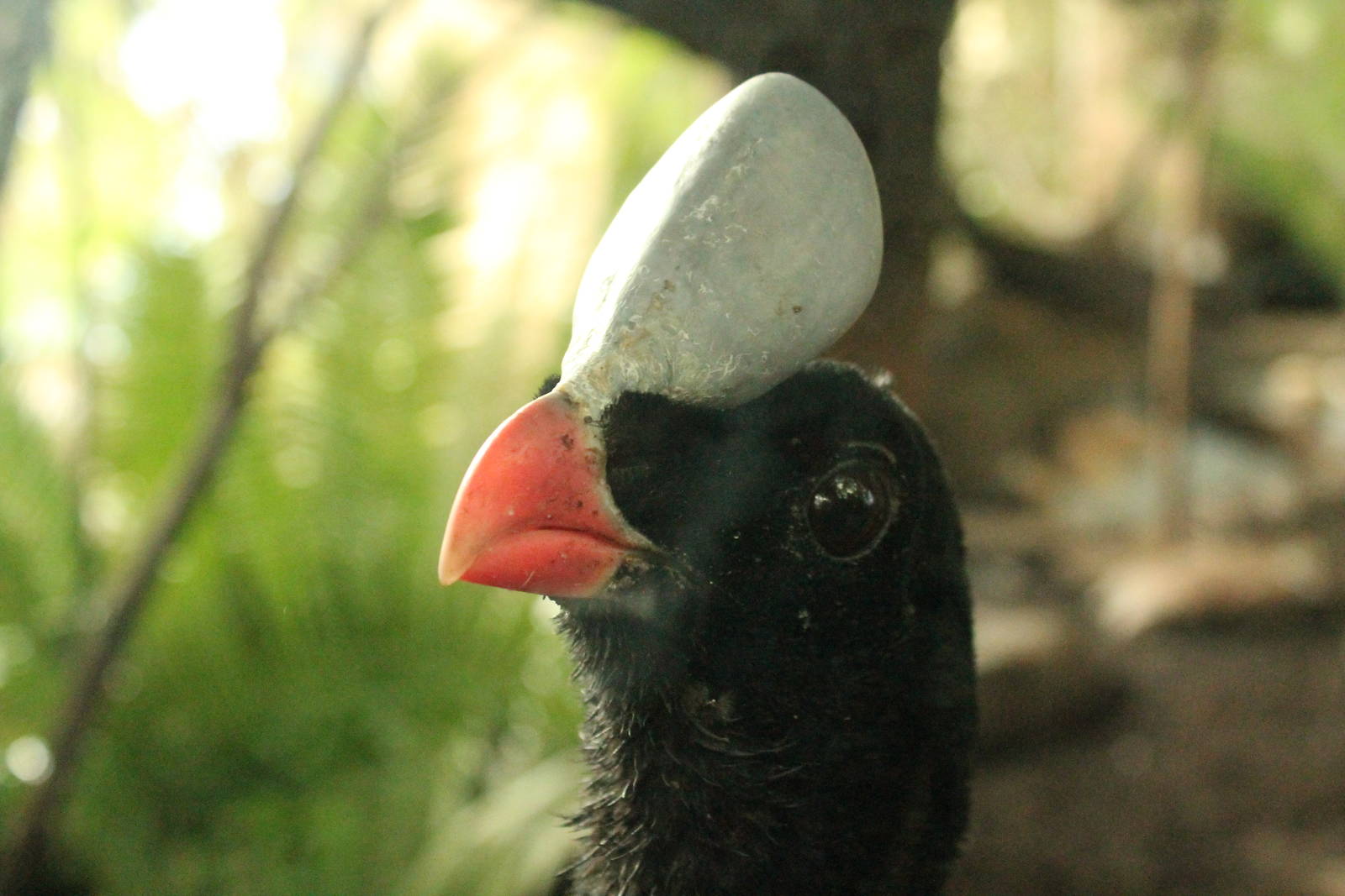 Helmeted Currasow