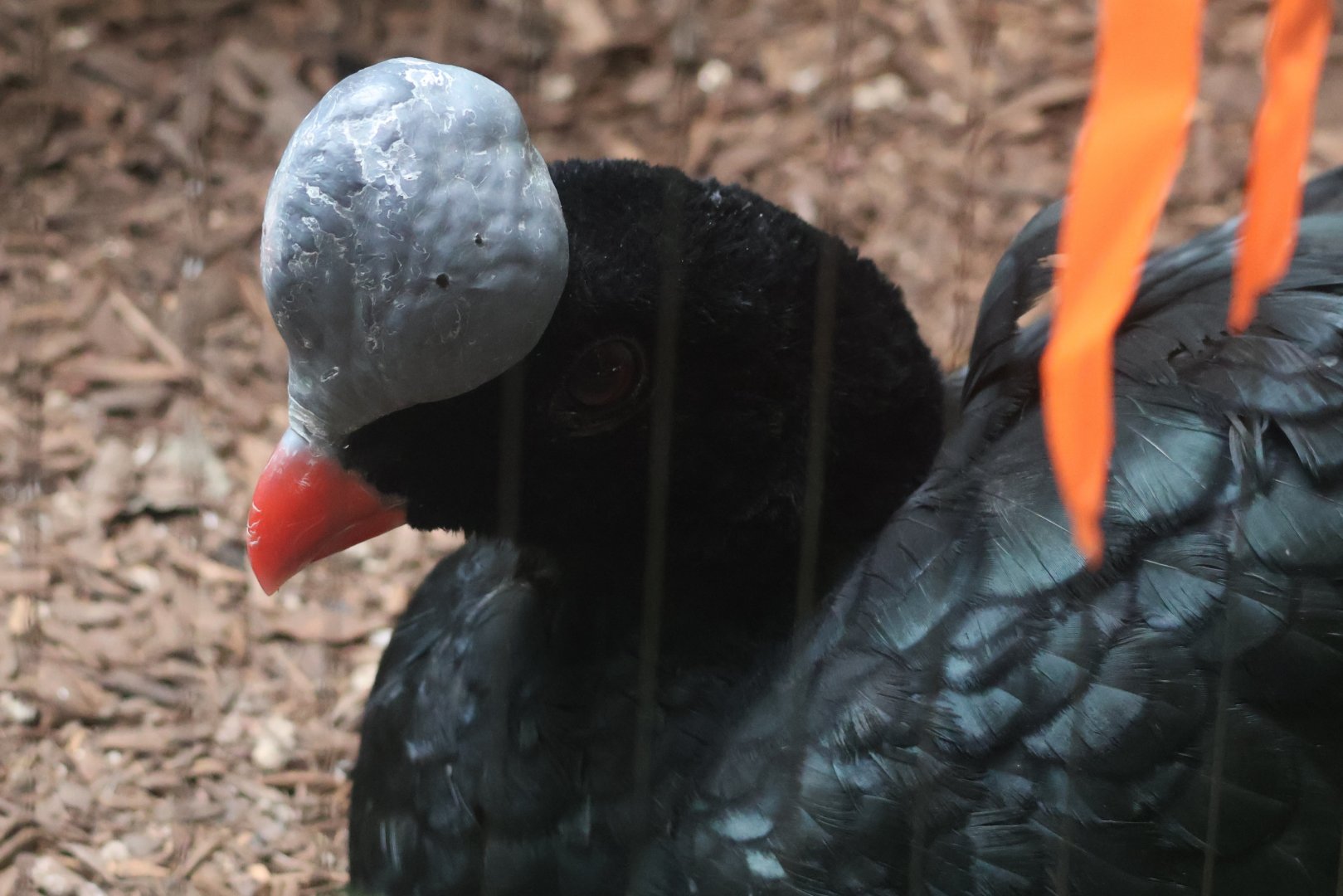 Helmeted currasow