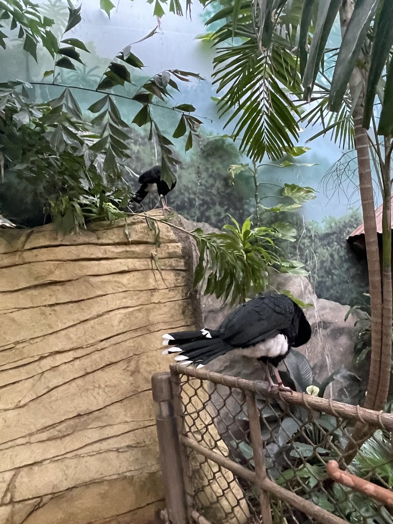 Helmeted Currasows (9/18/22)