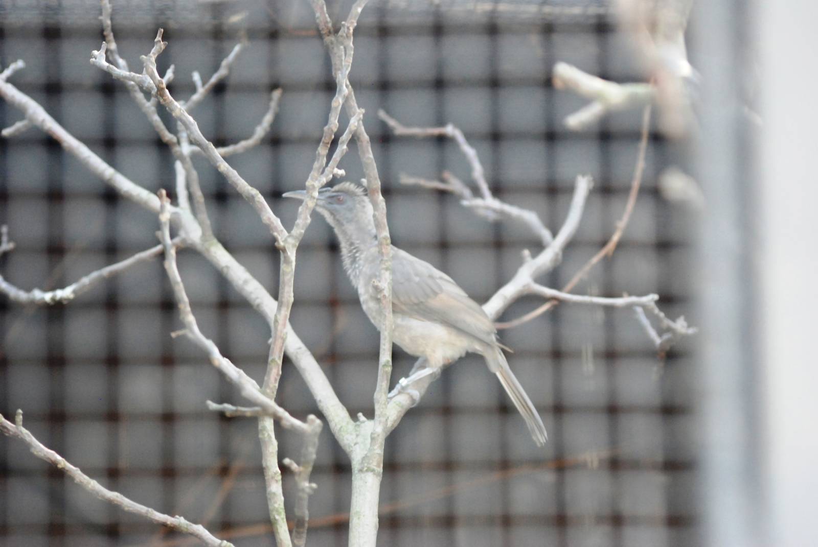 Helmeted Friarbird at Prague, 25/08/12