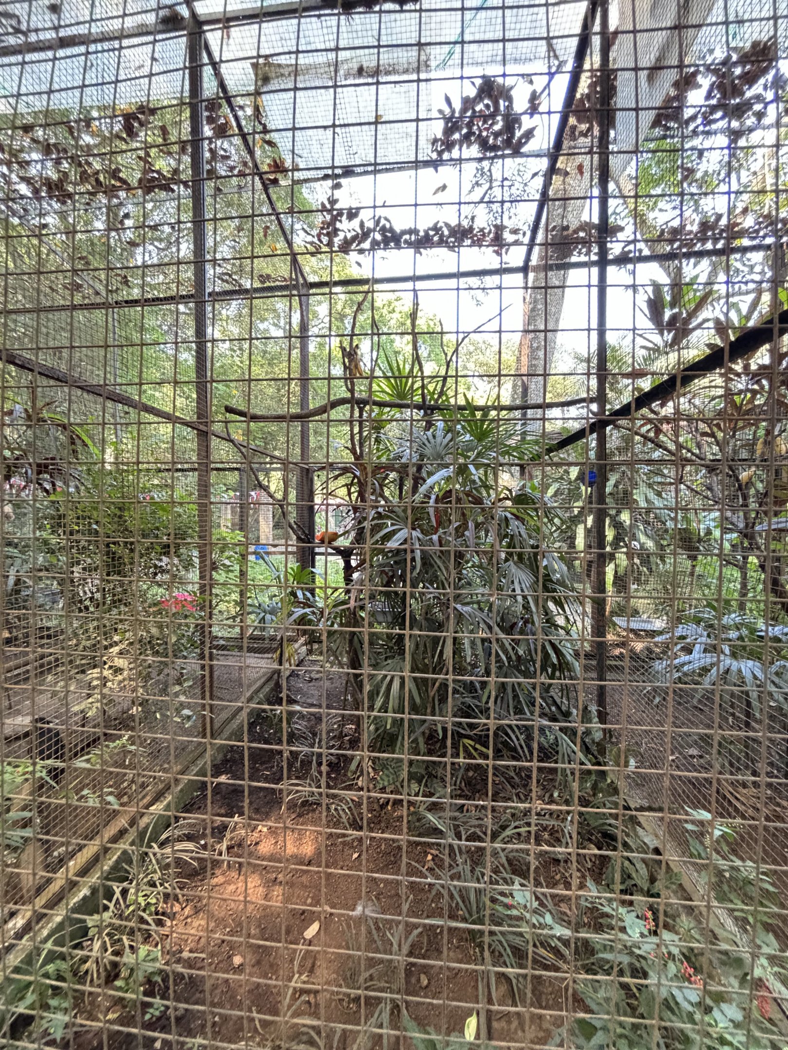 Helmeted Friarbird Aviary