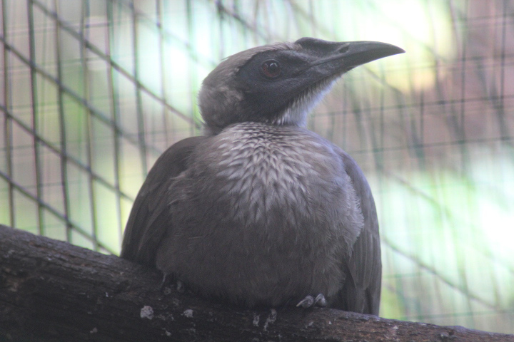Helmeted friarbird (Philemon buceroides neglectus)