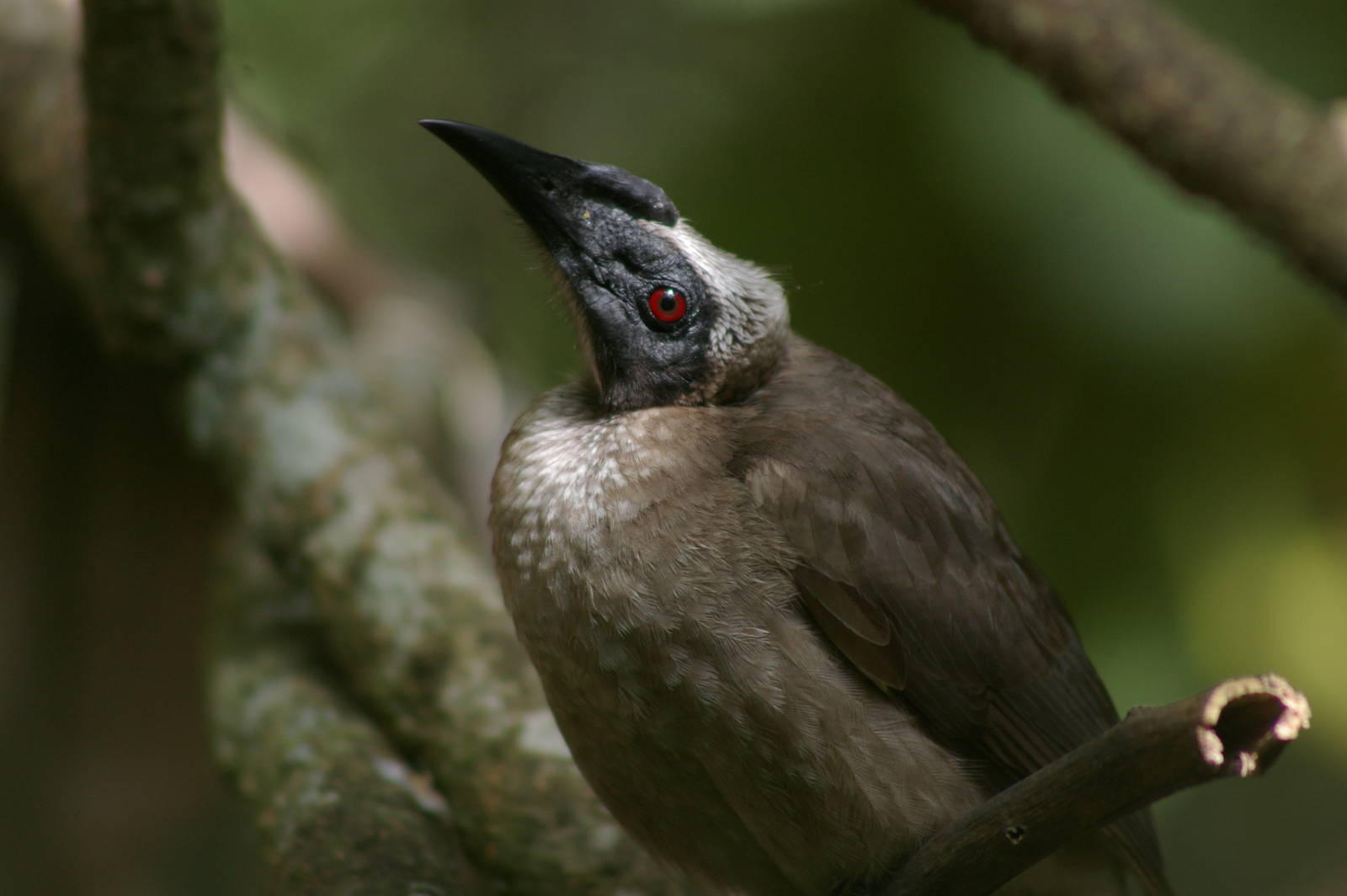 helmeted friarbird (Philemon buceroides)