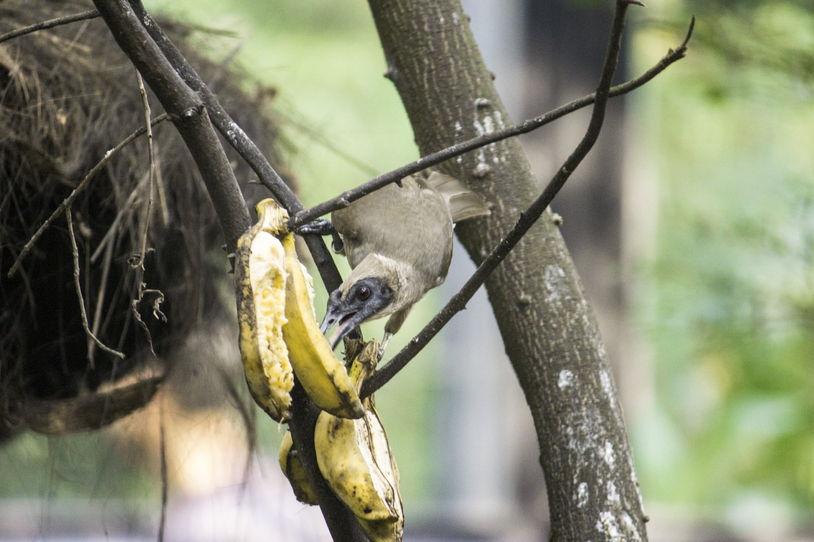 Helmeted friarbird, Philemon buceroides
