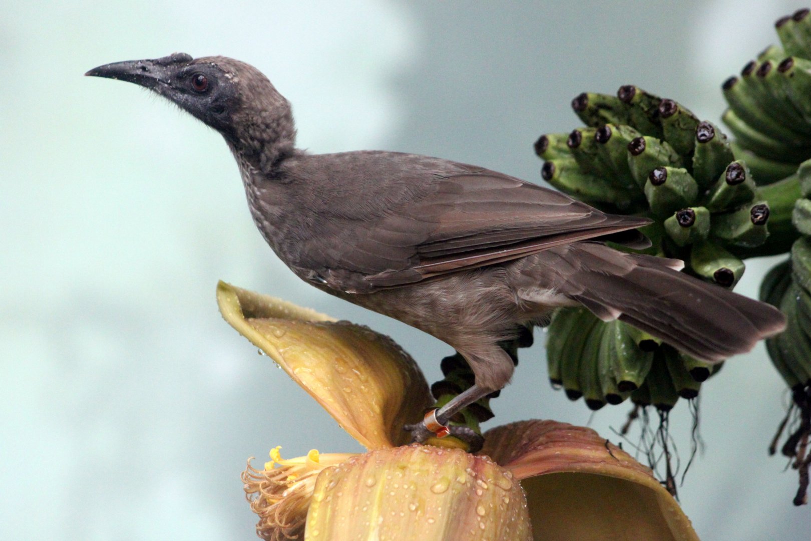 Helmeted friarbird (Philemon buceroides)