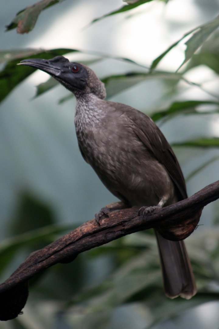 Helmeted friarbird (Philemon buceroides)