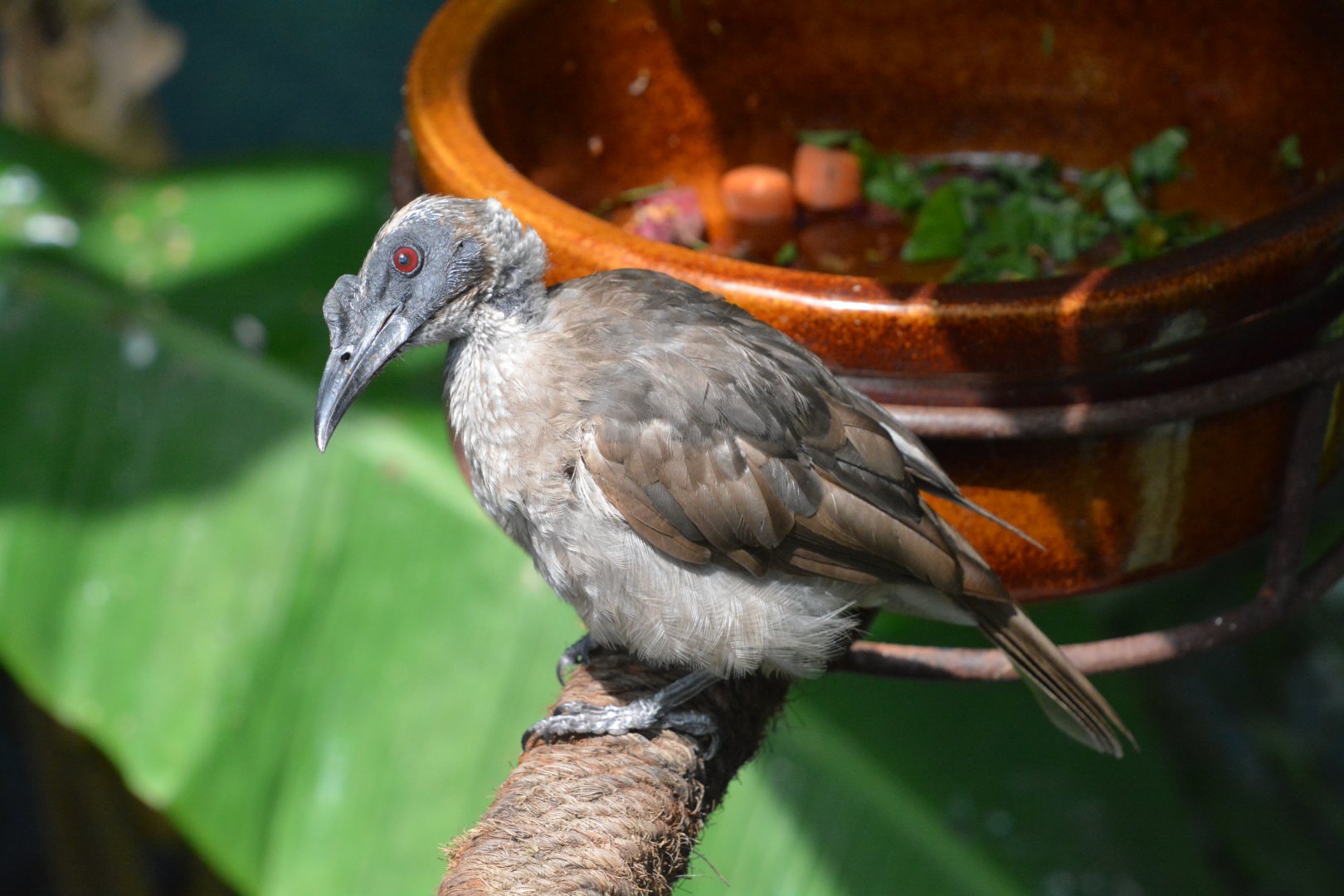 Helmeted friarbird (Philemon buceroides)