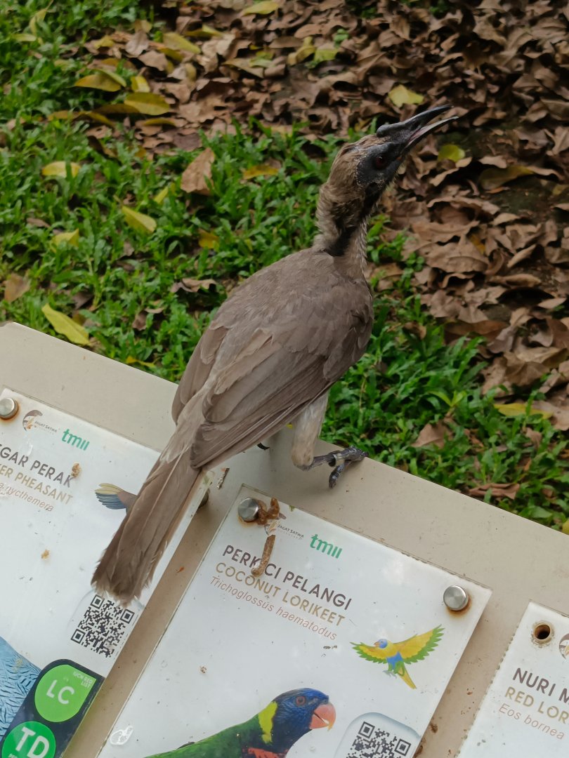 Helmeted Friarbird (Philemon buceroides)