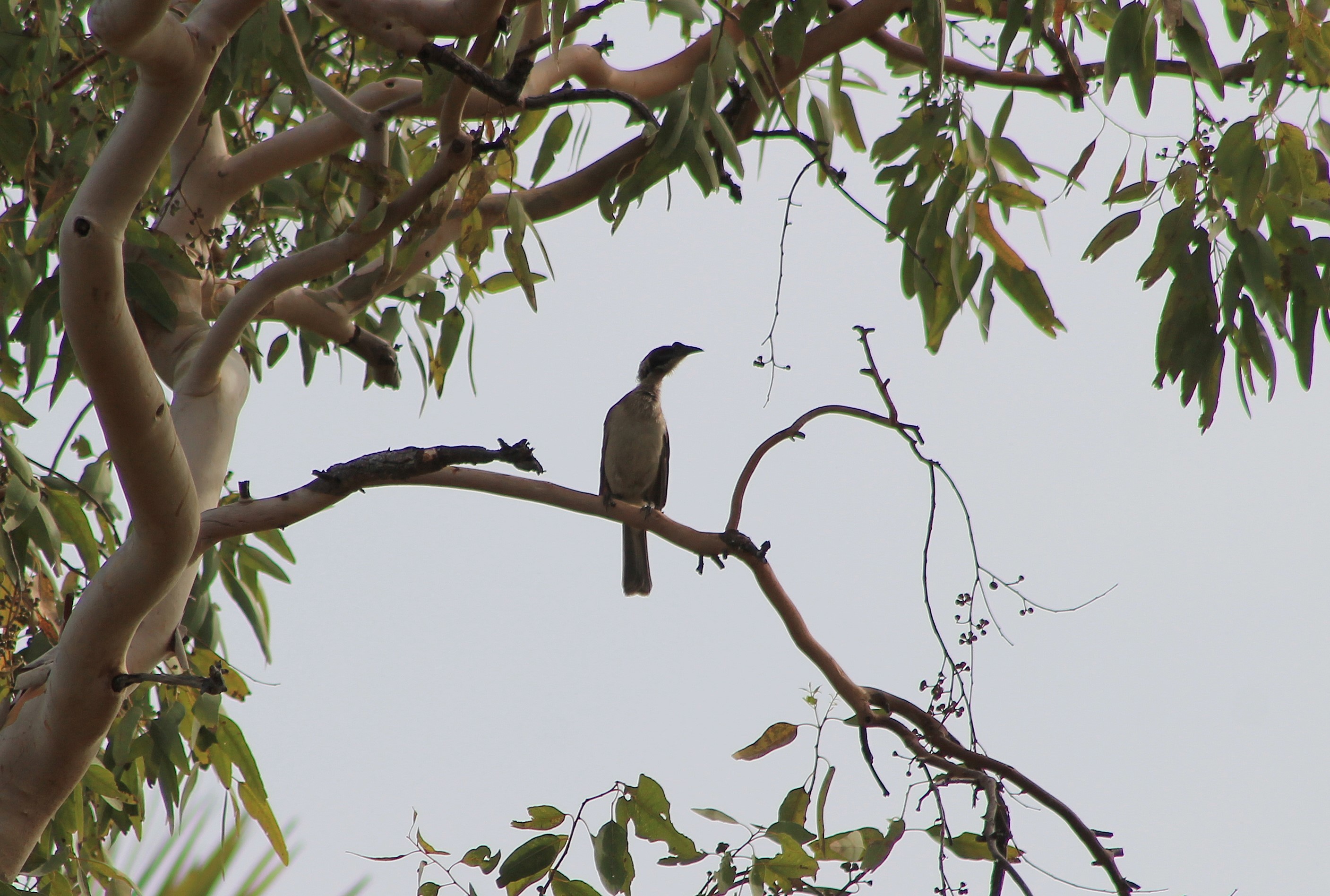 Helmeted Friarbird (Philemon buceroides)