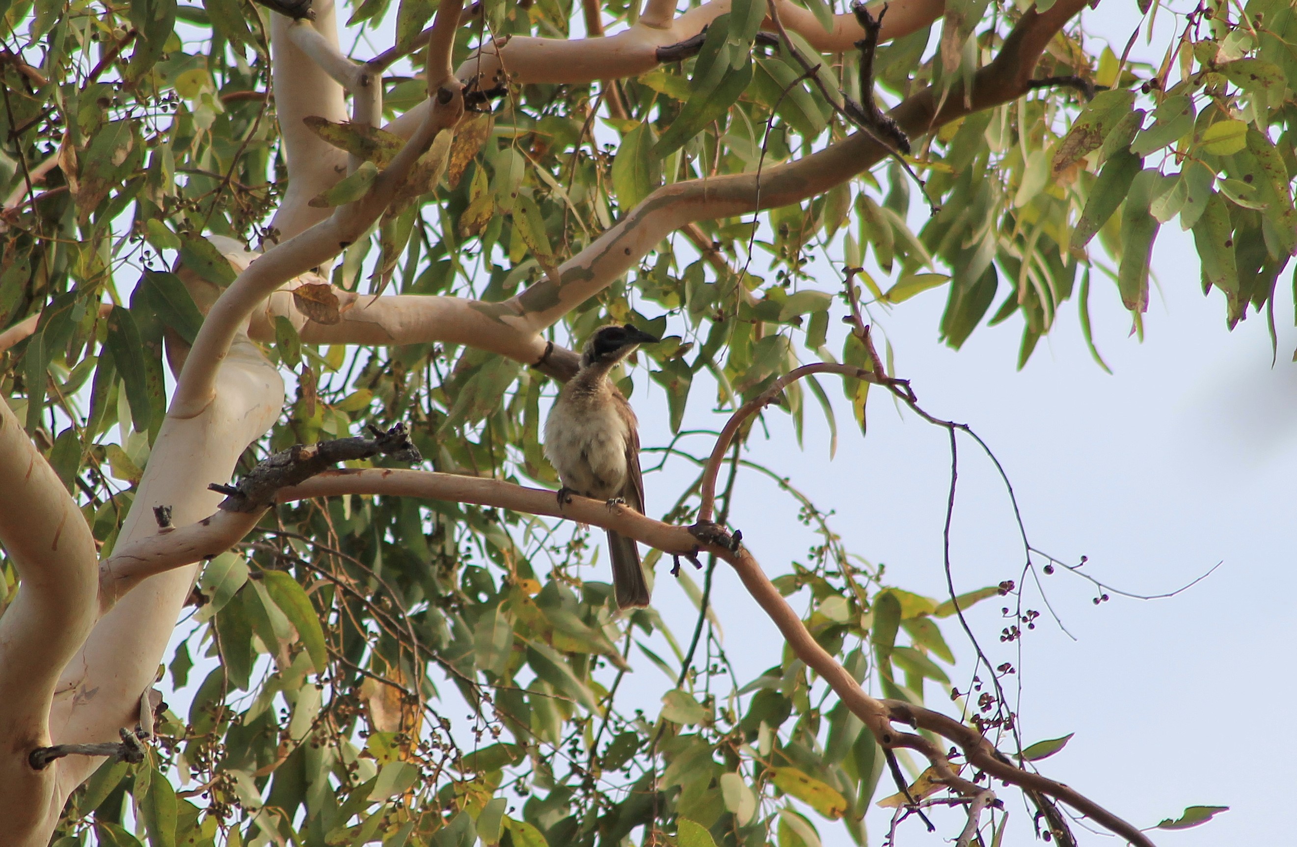 Helmeted Friarbird (Philemon buceroides)